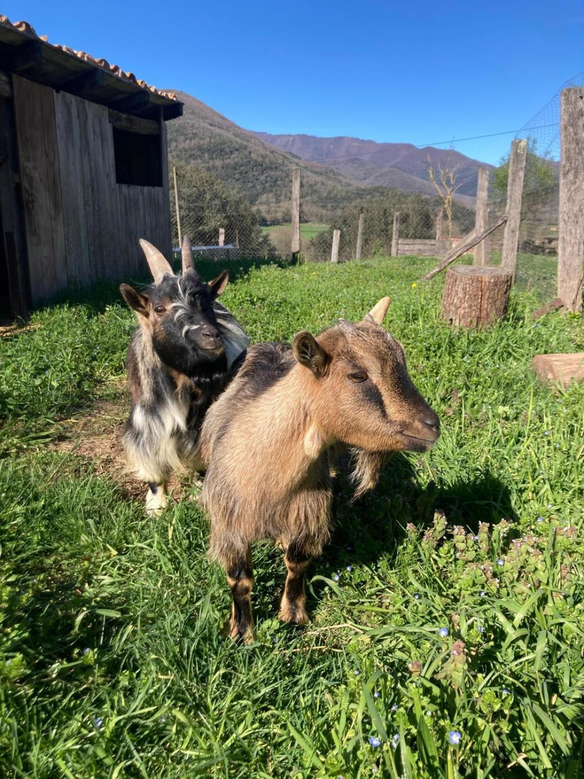 Casa Rural Mas Garganta La Pinya Dış mekan fotoğraf